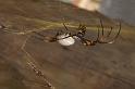 Nephila_plumipes_D4176_Z_85_Alexandra hills Brisbane_Australie